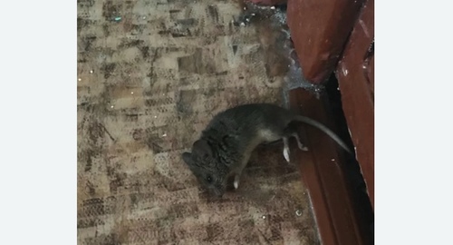Дезинфекция от мышей в Кузьминках города Москвы