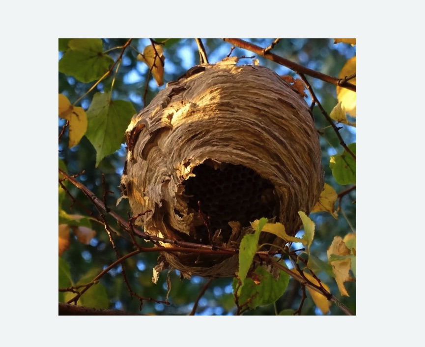 Обработка от шершней в Кузьминках города Москвы