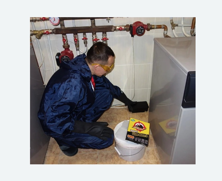 Уничтожение крыс в Кузьминках города Москвы